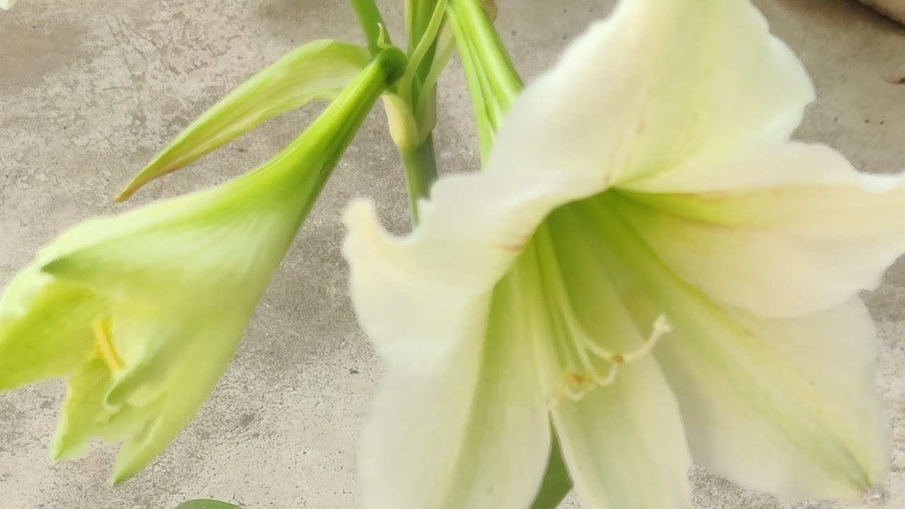 Gardening with Pinky is live!