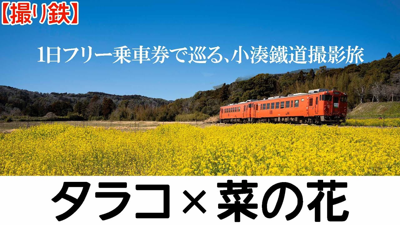 【撮り鉄】1日フリー乗車券で小湊鐵道ランガン！キハ40タラコ色と菜の花を狙う！