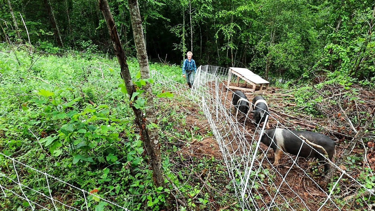 Before + After | Pigs Clearing Forest