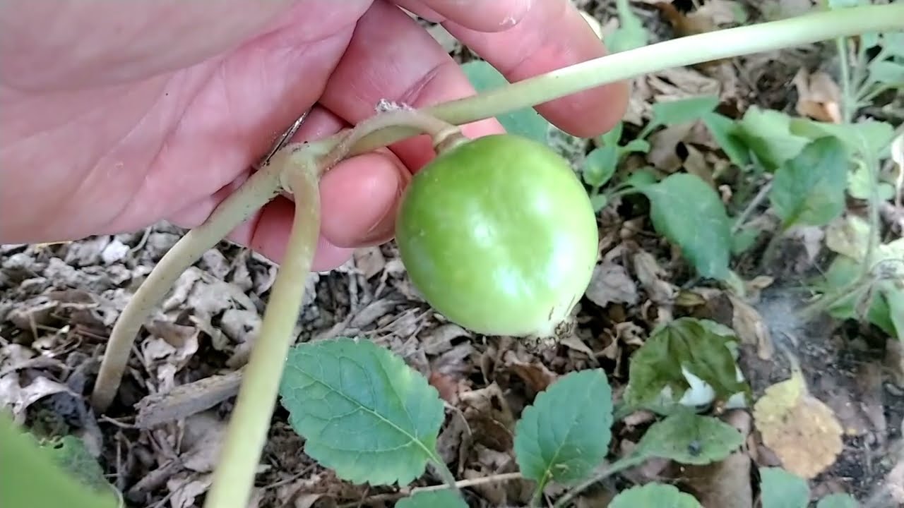 You're the Mayapple of my eye!