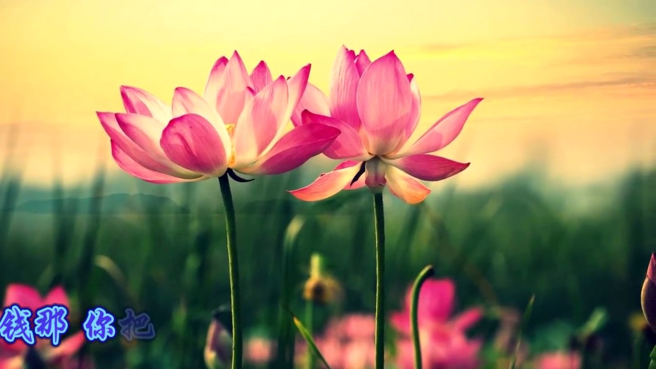 迟志强一首《钞票》唱尽人间现实