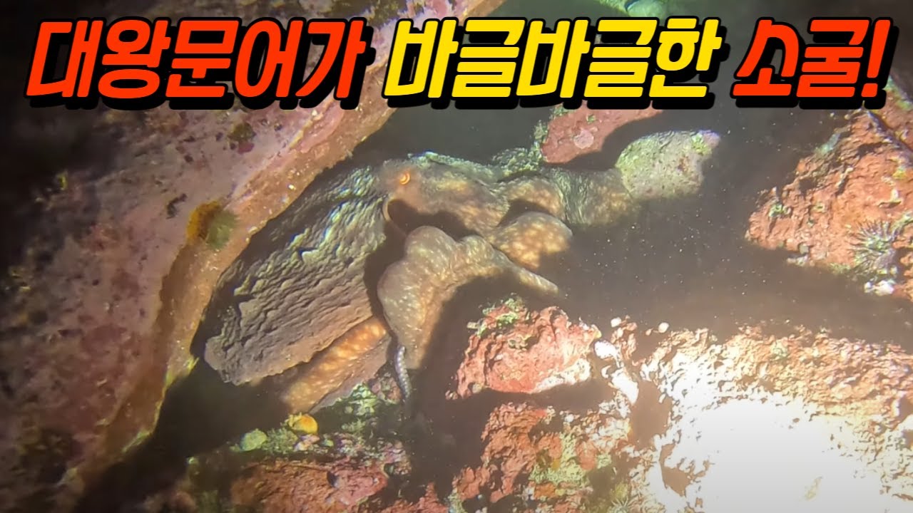 대왕문어가 바글바글한 소굴은? (동해 피문어)