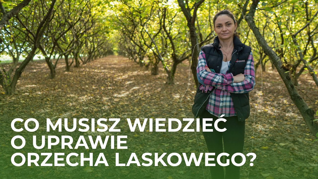 ZBIÓR orzecha laskowego - co warto wiedzieć o uprawie? I John Deere 5075 GL