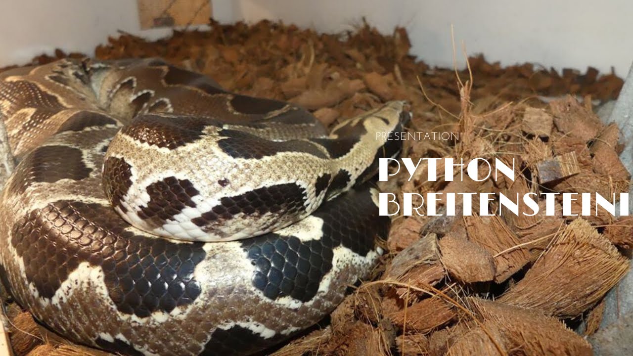 Présentation du python breitensteini