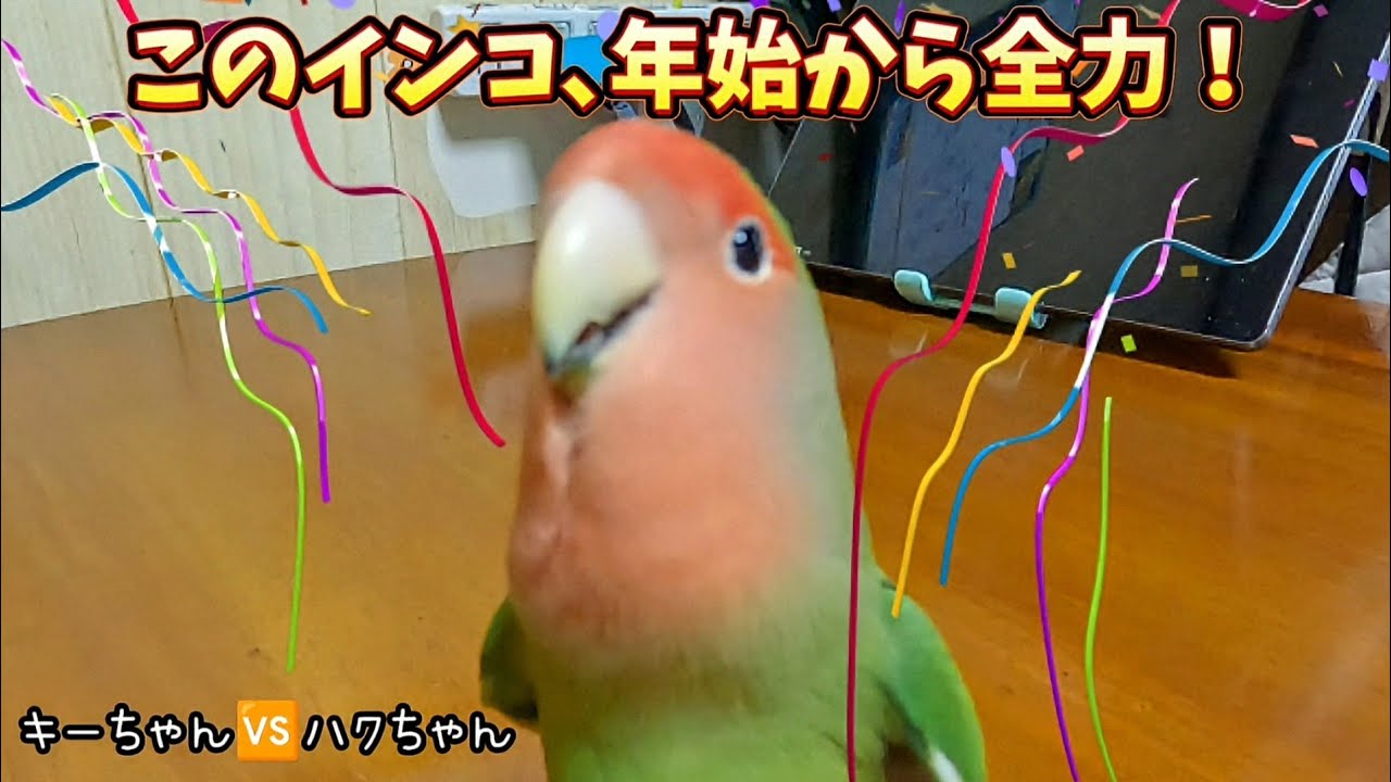 年始の｢きちゃコング｣！正月から飼い主争奪戦が始まりました