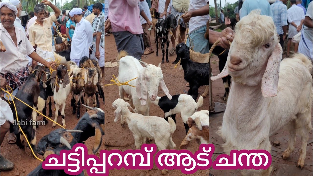 ആടും രണ്ട് ചെറിയ കുട്ടികളും ചട്ടിപ്പറമ്പ് ചന്തയിൽ 