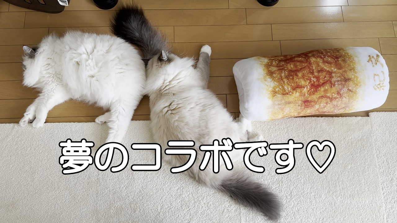 竹輪さんと猫じゃらしさんの夢のコラボは大成功です！