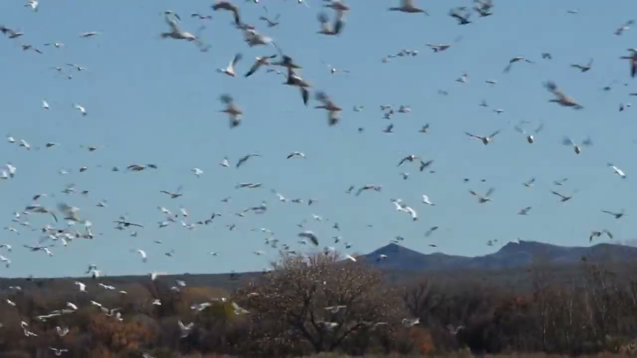 Snow Geese arriving at Bosque Del Apache in New Mexico 11-22-2025