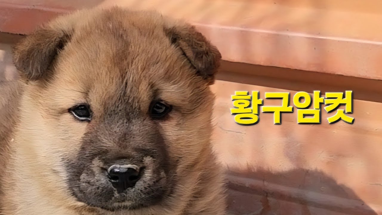 토종진돗개 황구암컷 
