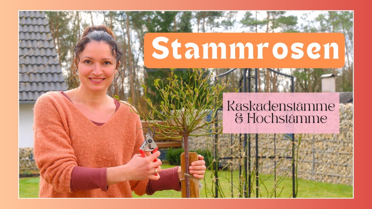Stammrosen: Wuchs verstehen und richtig schneiden