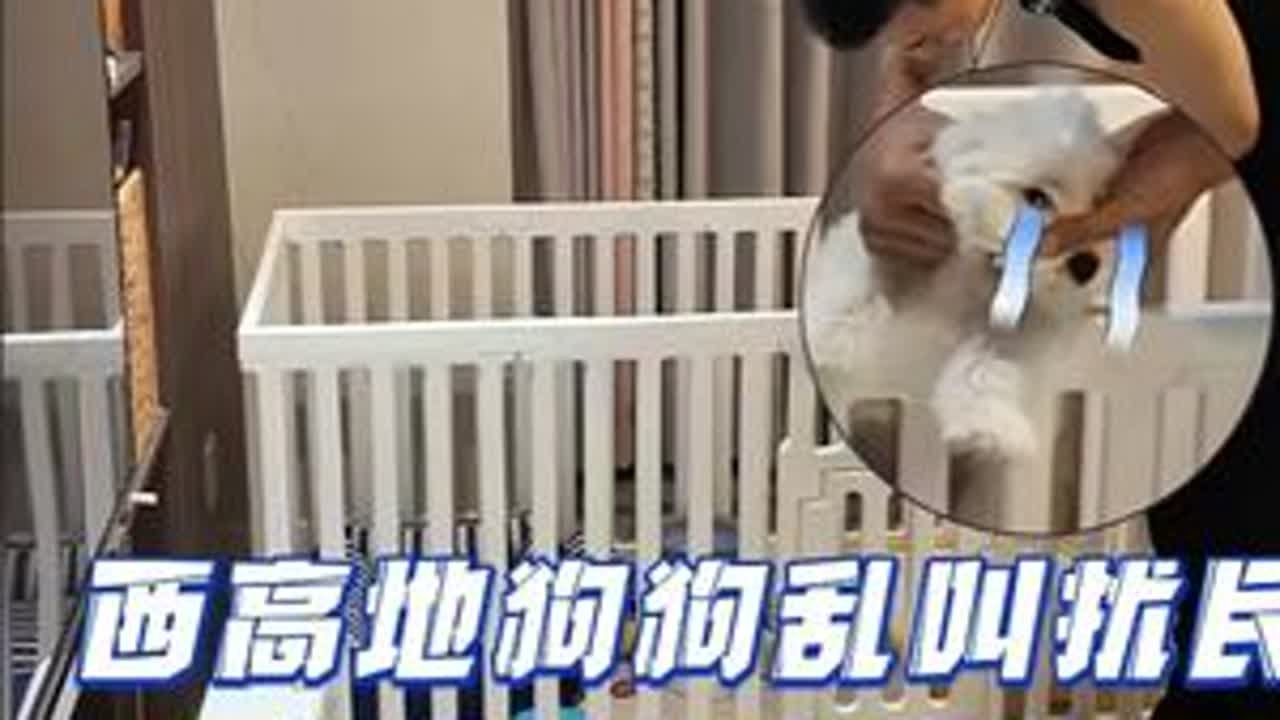 西高地小狗焦虑乱叫扰民，还看人下菜碟！训练马上安排， 必须给它纠正回来！#成都训犬   #训犬师  #狗狗乱叫   #训犬  #西高地幼犬