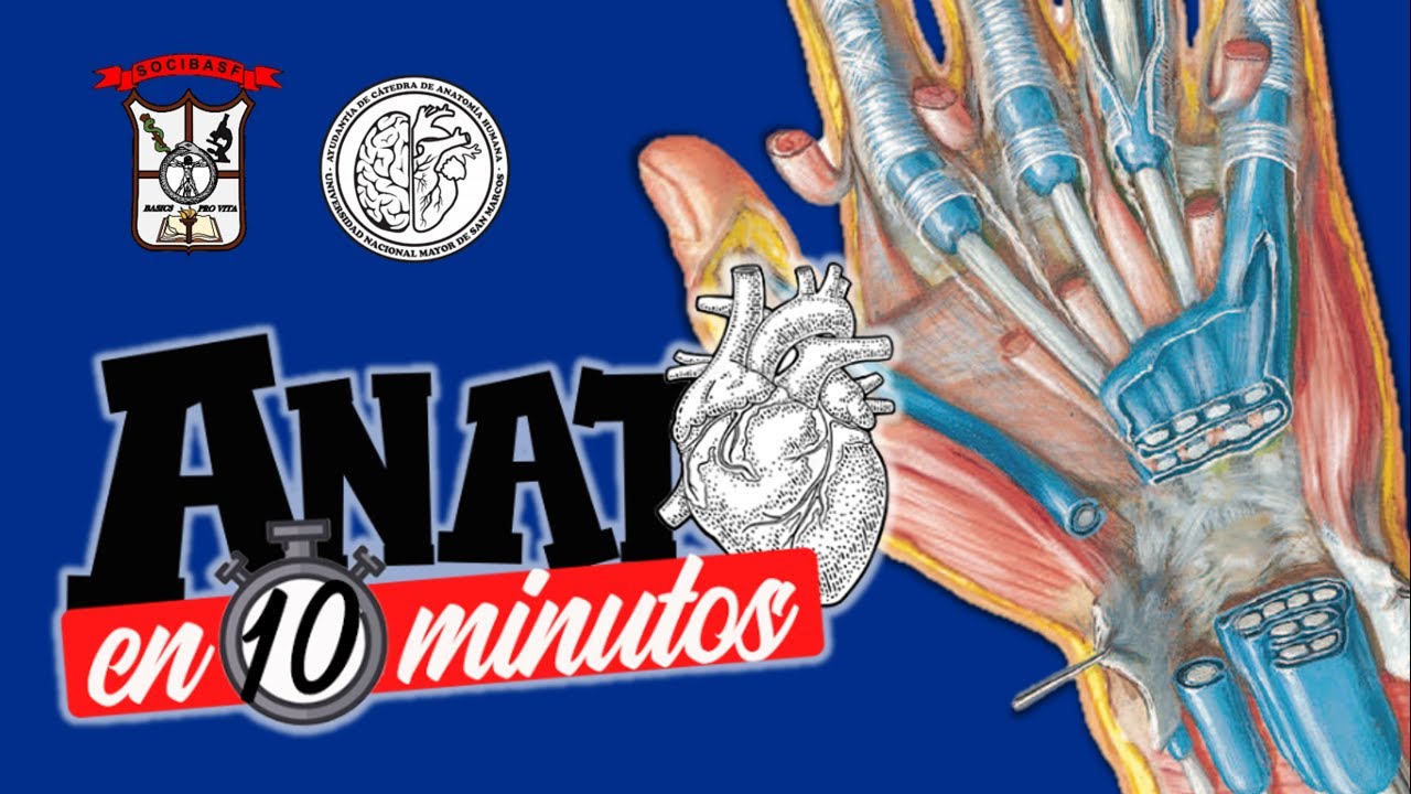 Anatomía de la muñeca - Proyecto ANATO EN 10 MINUTOS
