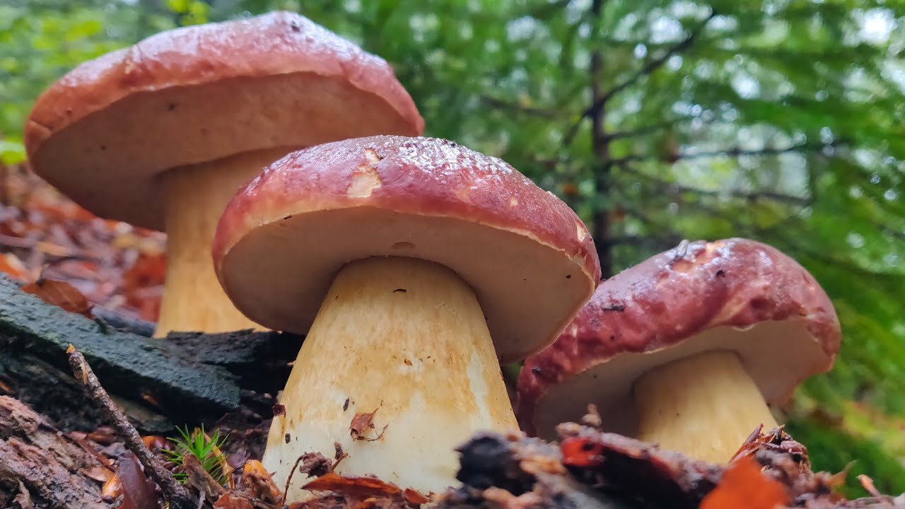 Недоторканий грибний ліс диких Карпат