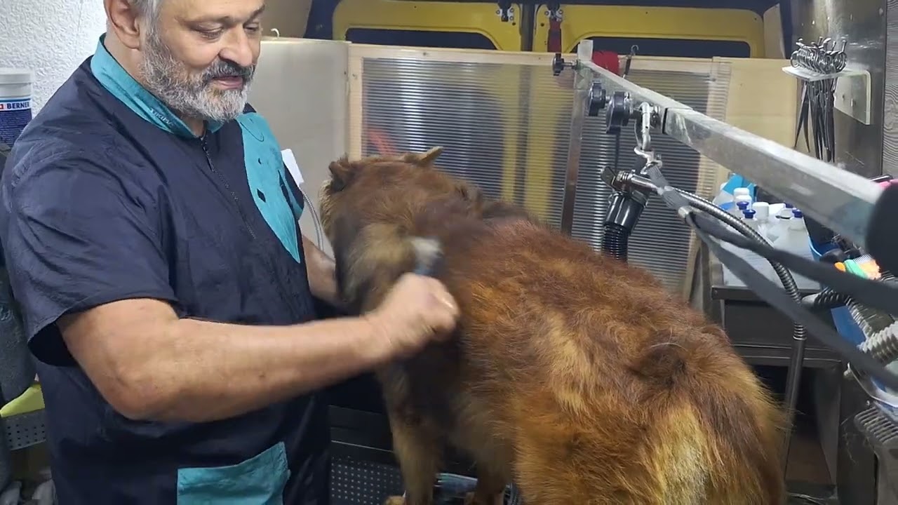 Harzer Fuchs wird geblowert