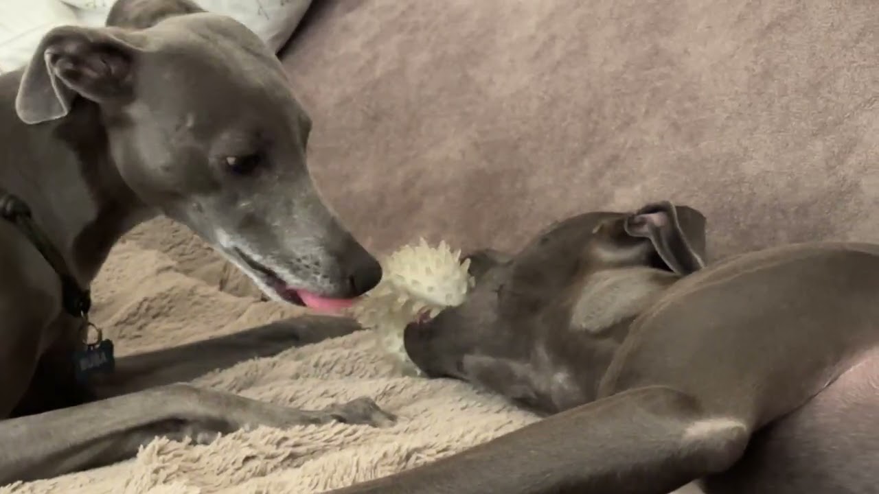 Whippets having fun – two dogs, one ball