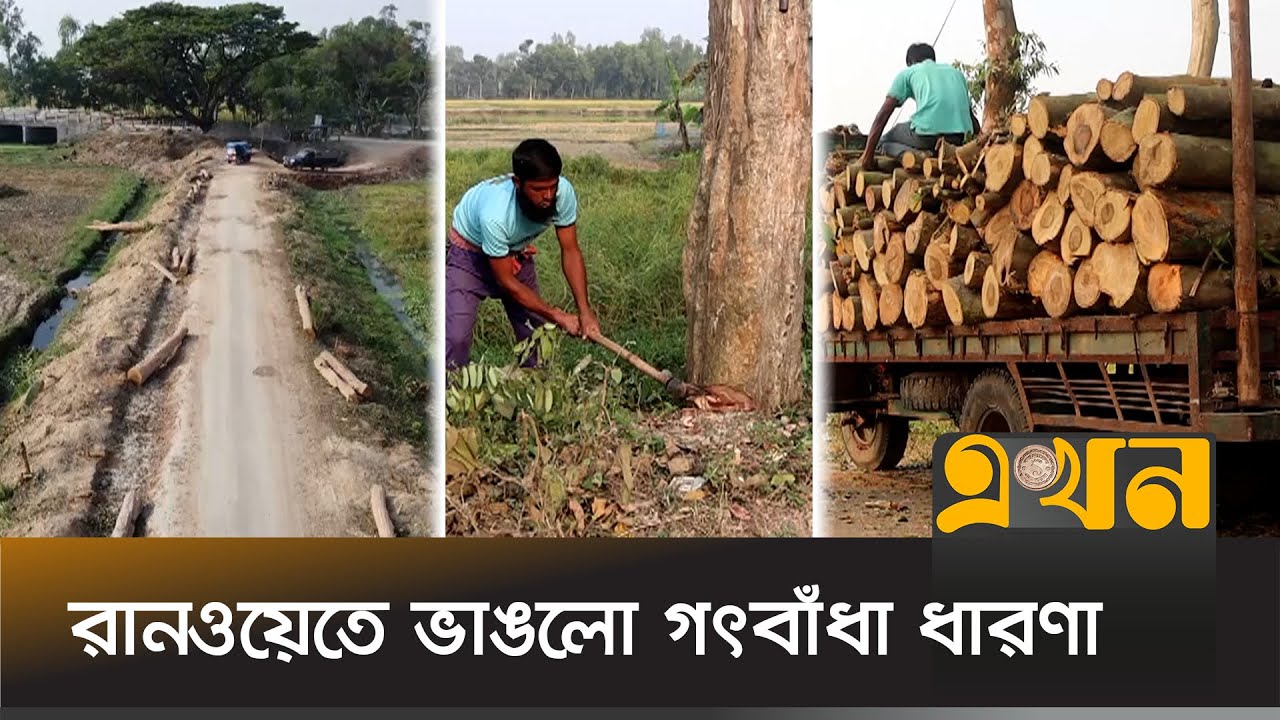 সড়ক সম্প্রসারণের নামে নওগাঁয় &lsquo;অর্জুনগাছের সড়ক&rsquo; উজাড়! | Naogaon News | Arjun Tree | District News