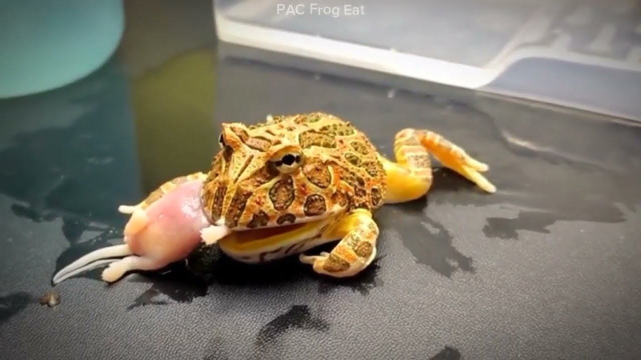 watch me feed my pacman frog - frog eat, african bullfrog feeding!