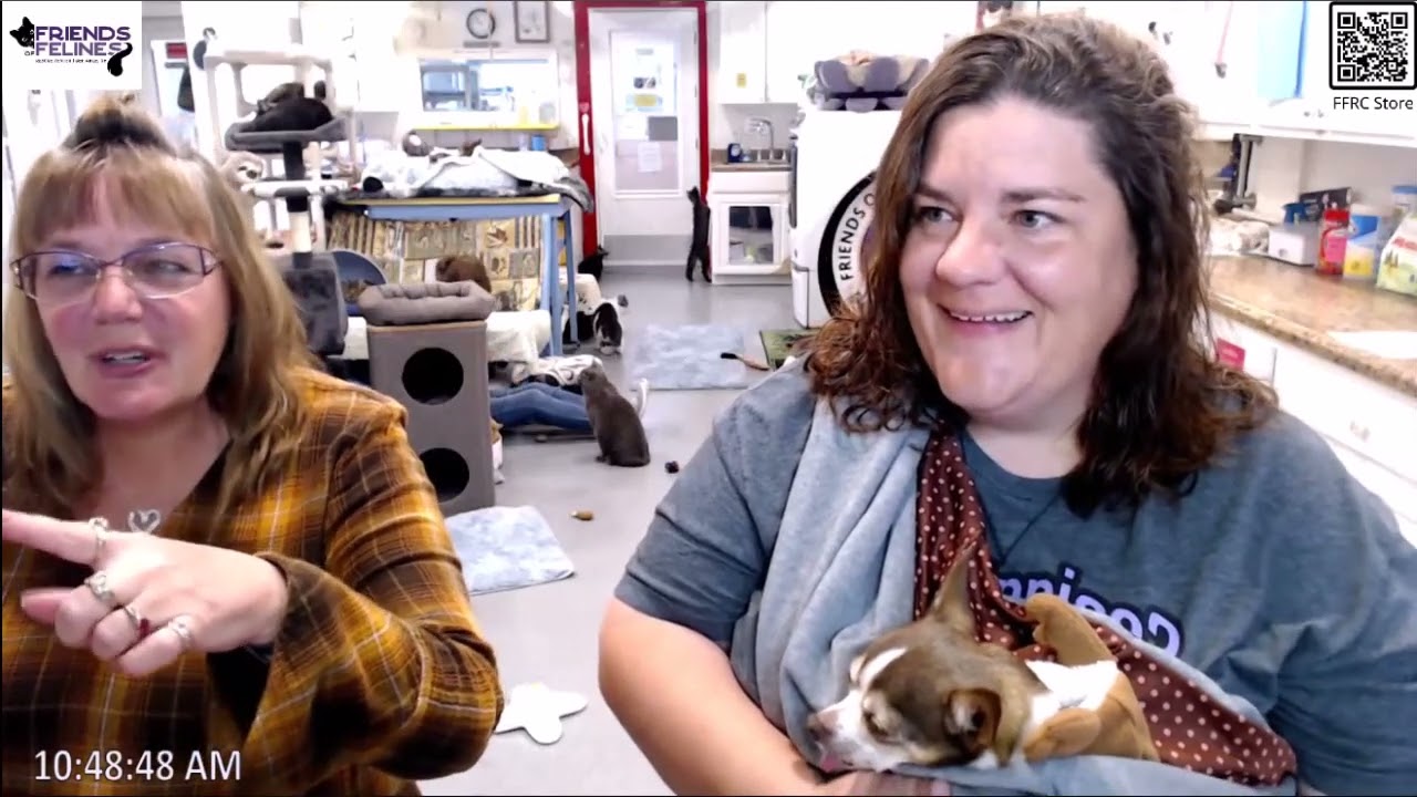 Q&A 10-04-2024   Friends of Felines Rescue Center (FFRC)