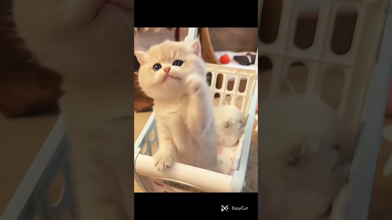 these cute cats deserve a million likes #viral #cat #viralvideo #kitten #catworld #catblogger