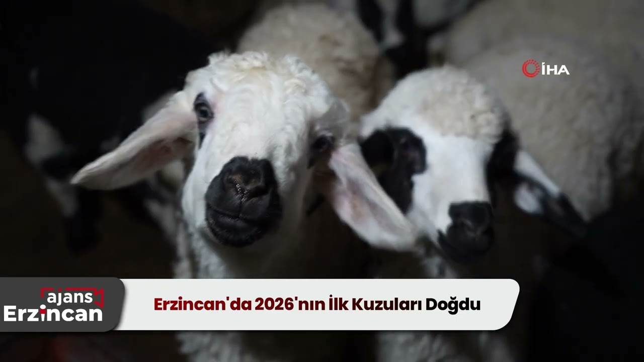 Erzincan'da 2026'nın İlk Kuzuları Doğdu