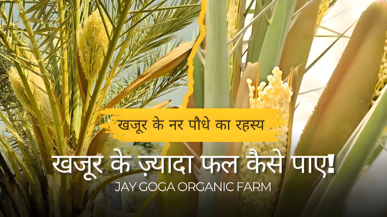 खजुर की खेती में नर पौधे और परागण का रहस्य | Khajoor Pollination & Male Plant Identification