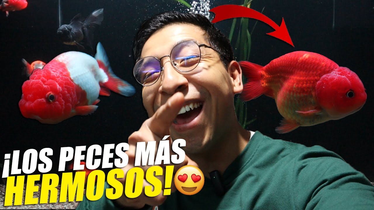 Les Presento A Mis Nuevos Peces Goldfish 😍