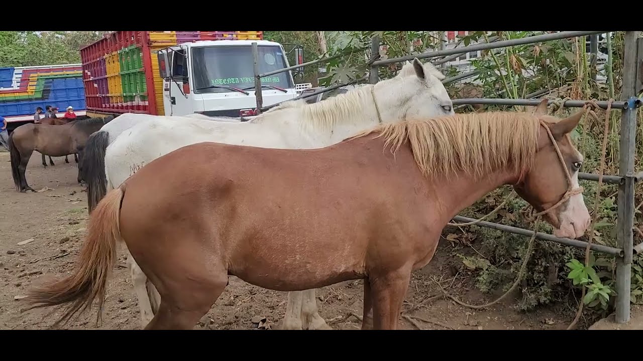 Caballos y Potrancas en El Salvador