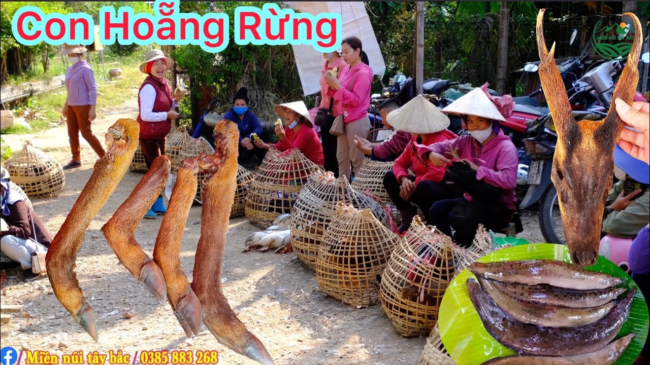 CHỢ MƯỜNG THANH ĐIỆN BIÊN BÁN TOÀN ĐỒ RỪNG ĐỘC LẠ | Miền núi tây bắc