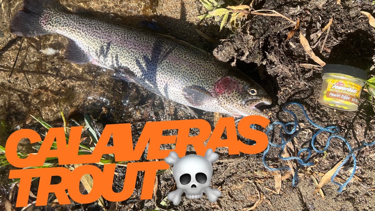 Calaveras Truchas En Lake Gregory // Fishing the Pressure & Windy Lake Gregory #troutfishing 