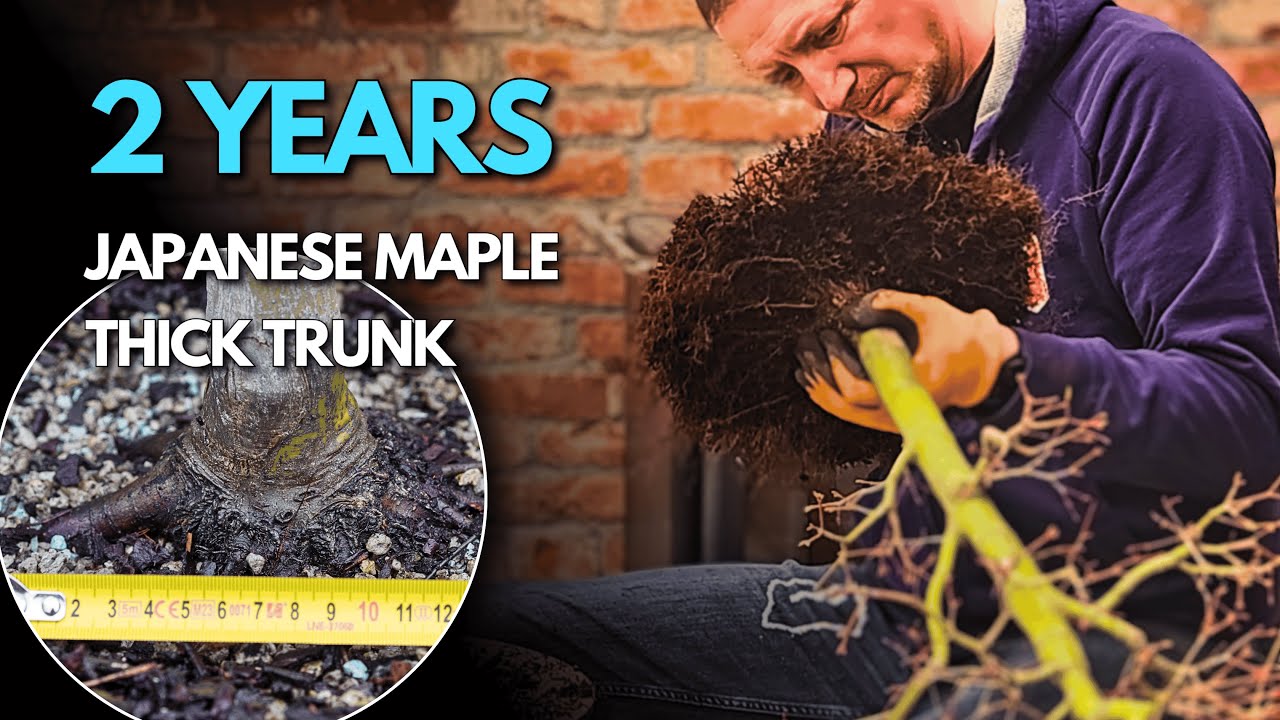 Japanese Maple Bonsai: 2 Year Trunk Thickening & Nebari in a Wooden Box