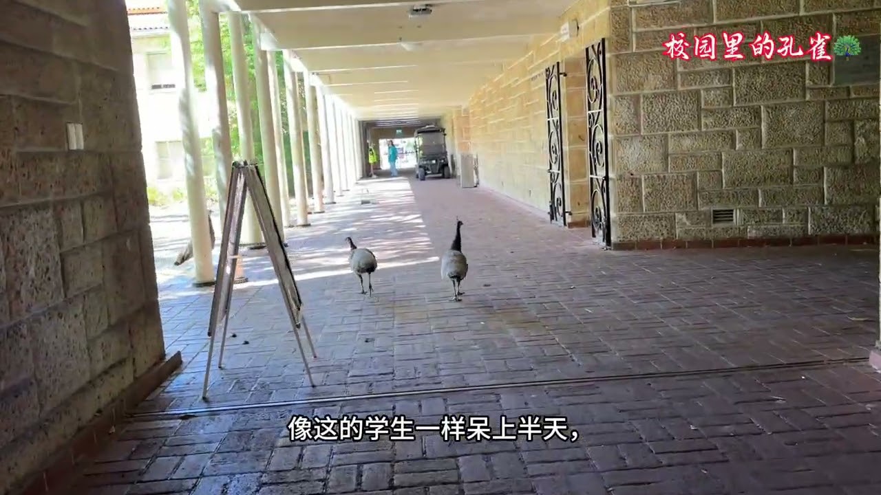 我在西澳旅行过春节