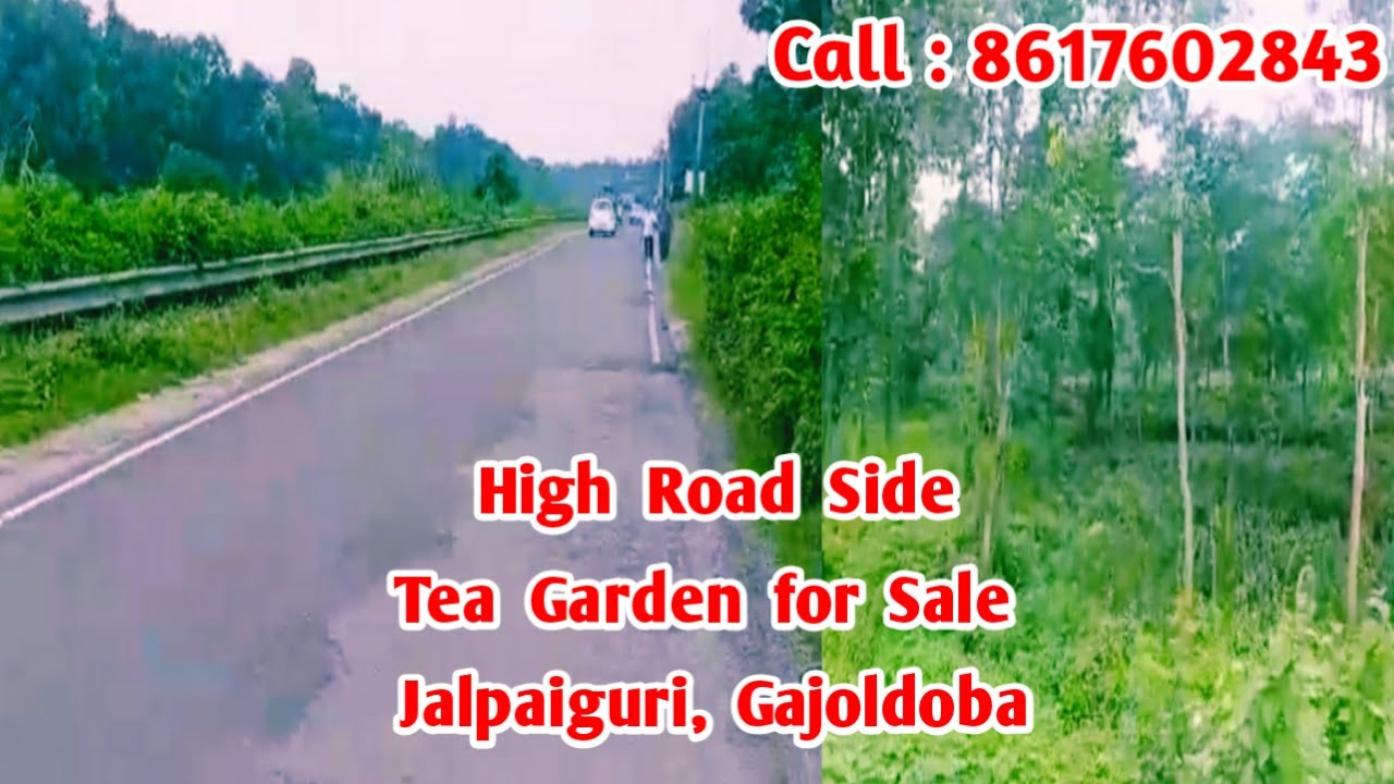 Tea Garden for Sale in Jalpaiguri Gajoldoba | Flat House Land Buy & Sale in Jalpaiguri & Siliguri