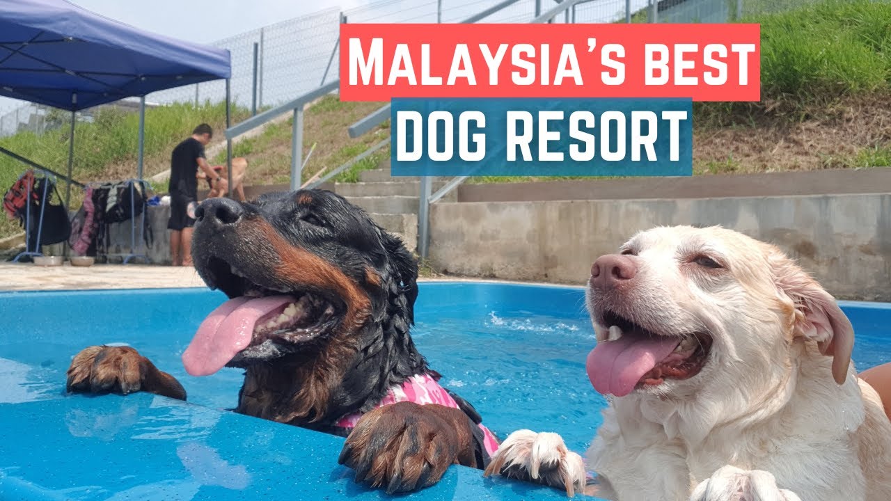 #1 Dog Boarding Malaysia