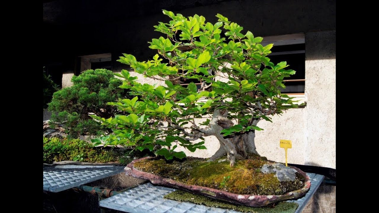 Beech Bonsai - Fagus sylvatica. 30 years of cultivation by Armando Dal Col