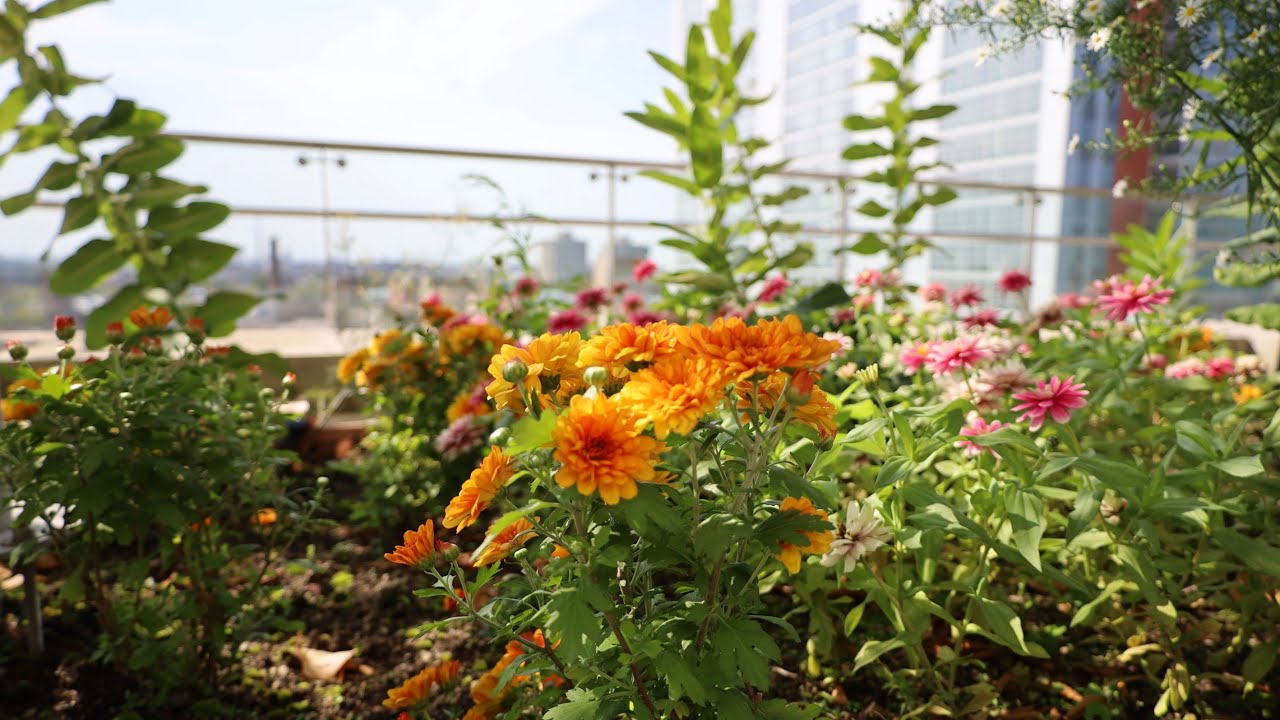 Celebrating Sustainability at the McCormick Place Rooftop Garden