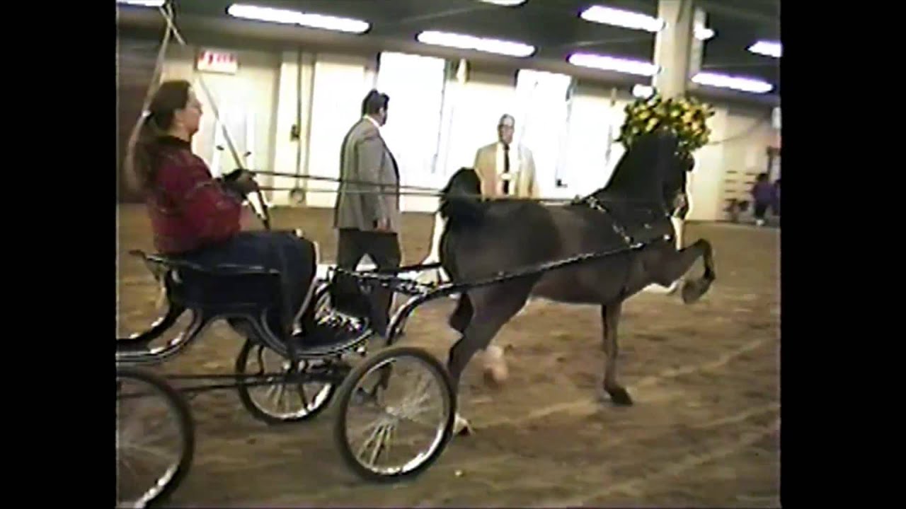 1992 Royal Winter Fair Open Hackney Pony Over 13.2