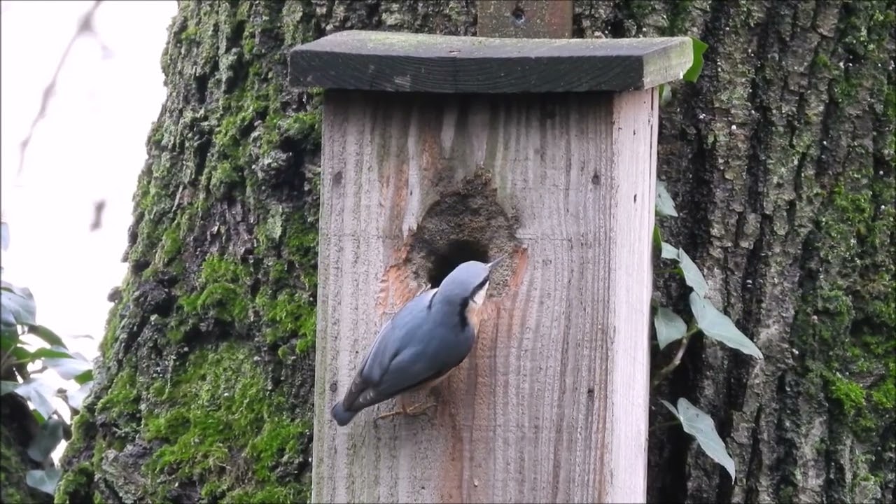 Michael de Vries natuurvideo's - Natuur in ons land - Boomklever