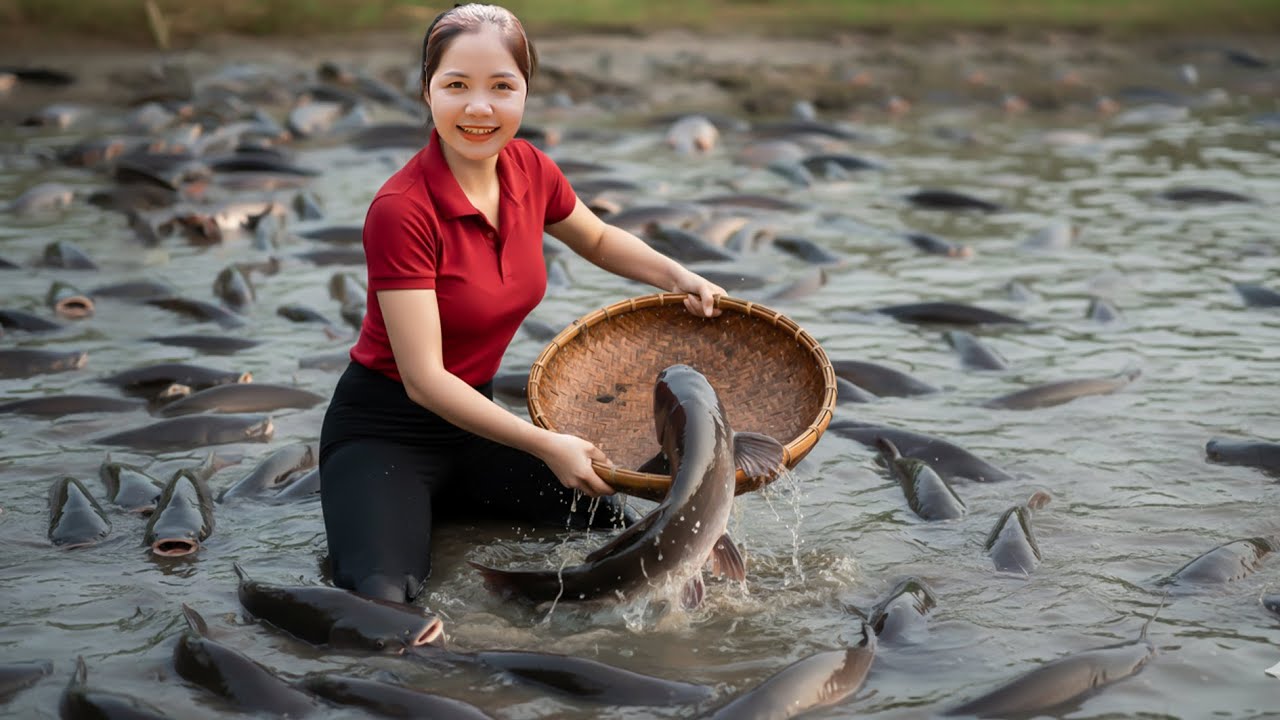 288 Days Harvesting Giant Catfish Catching Fish goes to Market Grill Sell 10/10 | Han Harvesting