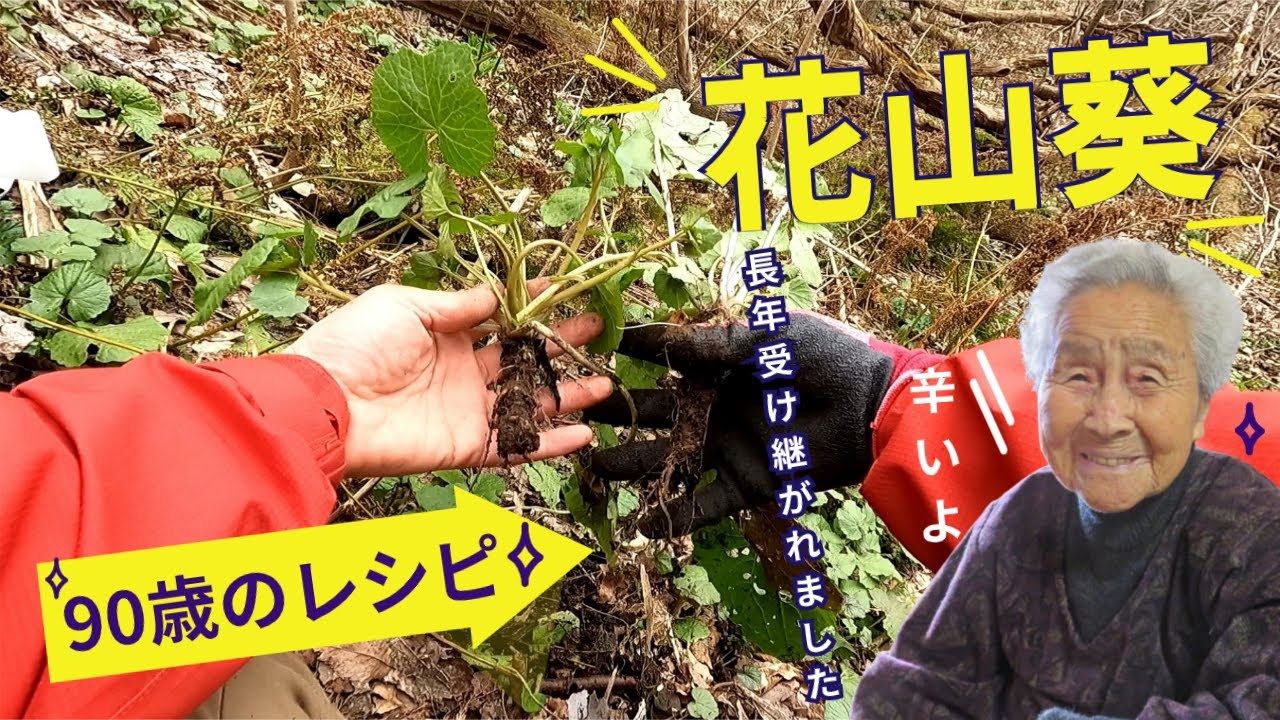 天然の花わさびを採って９０歳の年寄りから教わった究極に美味いワサビ料理を作りました