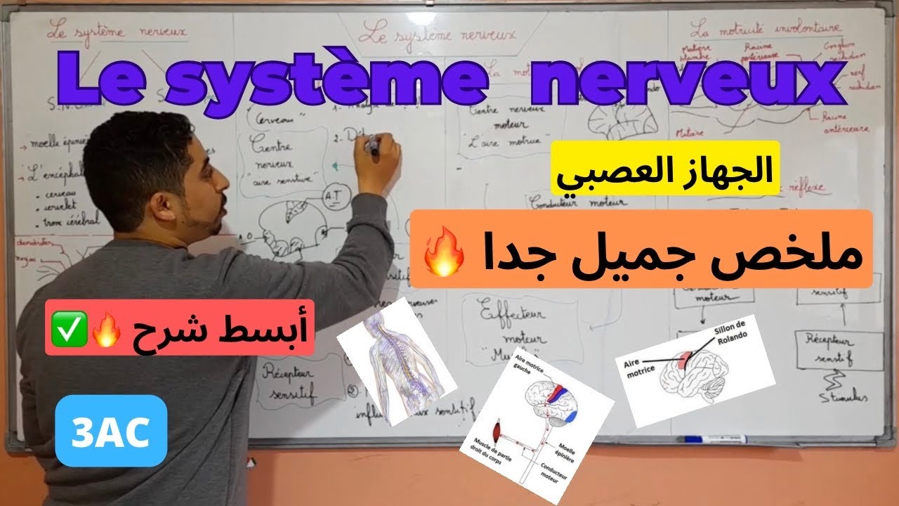 3AC : Super résumé | Le système nerveux  🔥الجهاز العصبي🔥