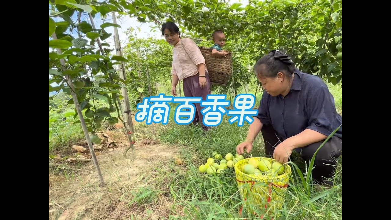百香果熟了，梁嫂带姐姐去地里采摘，边吃边摘真过瘾。