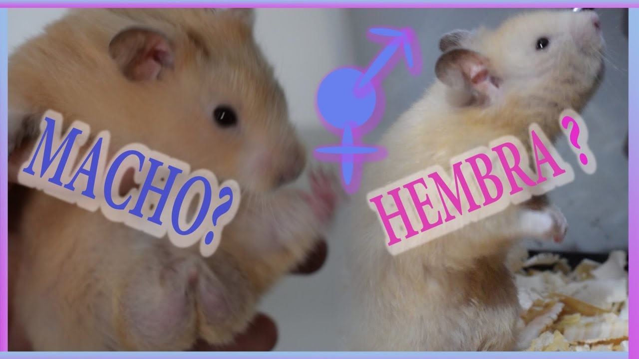 COMO SABER SI MI HAMSTER ES HEMBRA O MACHO