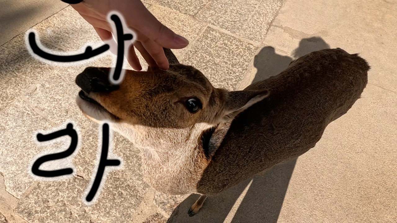 귀엽고 난폭한 사슴이 많은 곳 인 