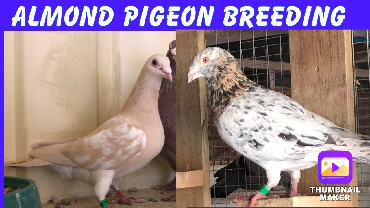 Almond Pigeon Breeding- Rare Colour Pigeon