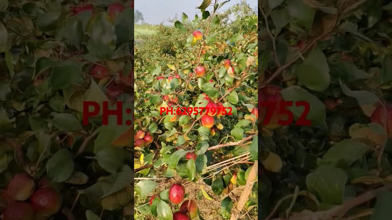 Miss India apple ber #Apple ber farming#shorts