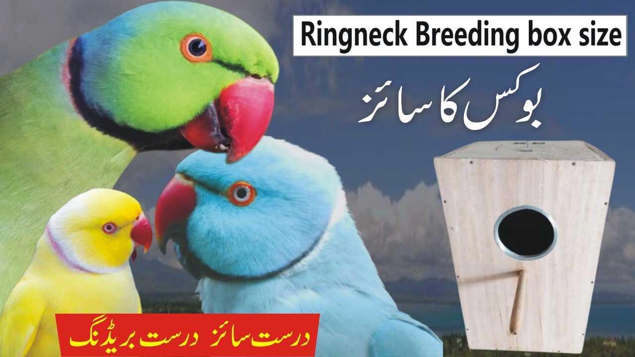 ringneck breeding box size