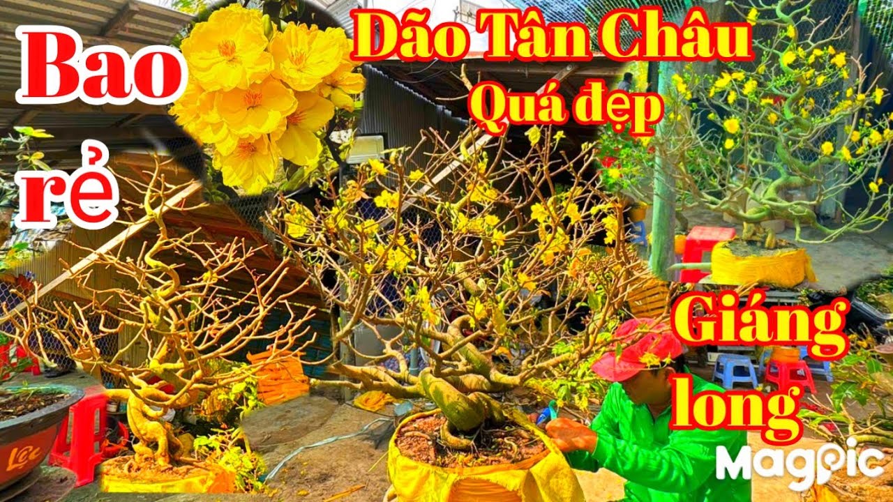 A Lý Zalo 👉 0947678759💥Gl mai vàng dão Tân Châu, giáng long quá đẹp giá rẻ tại AG 