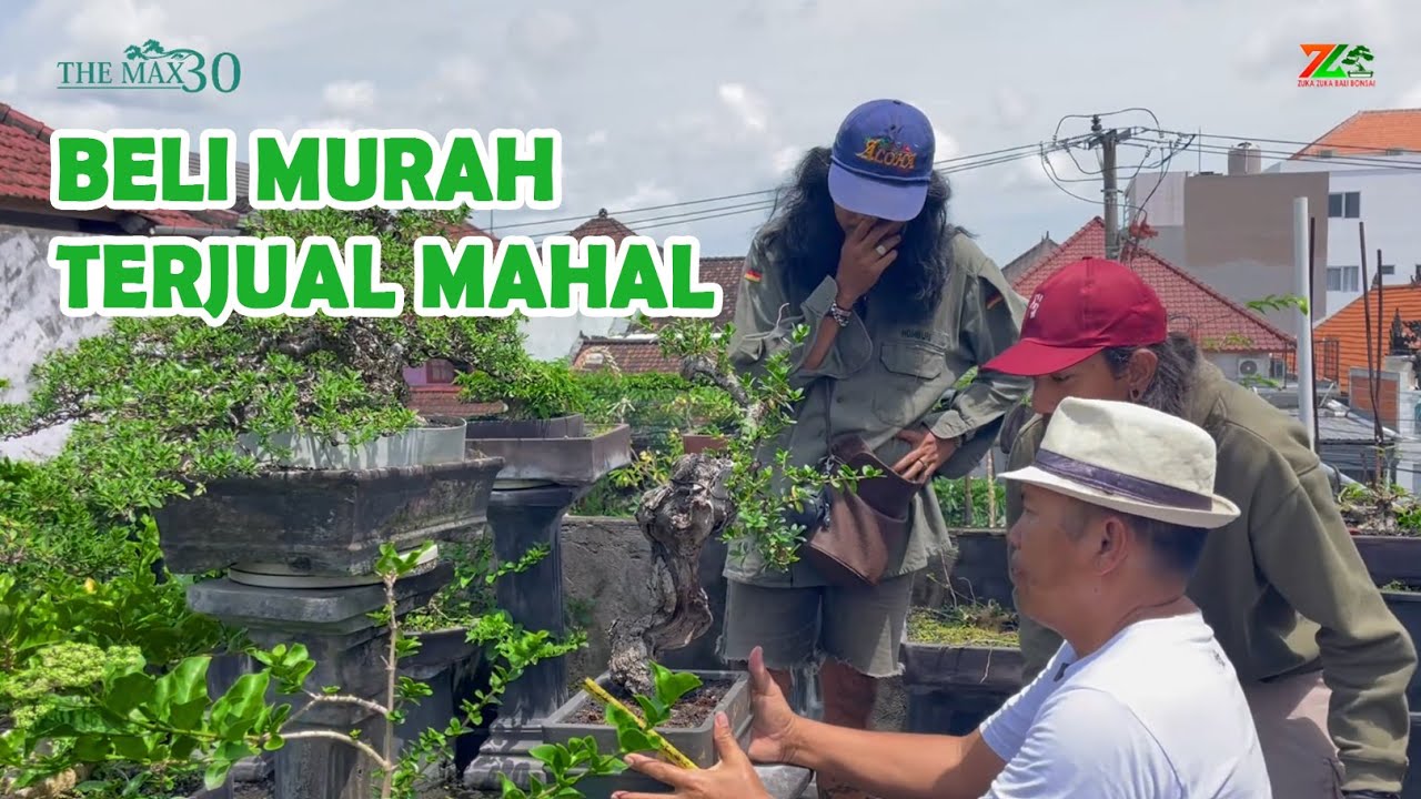 Ищите что-то подобное, если хотите продать свой бонсай за большие деньги.