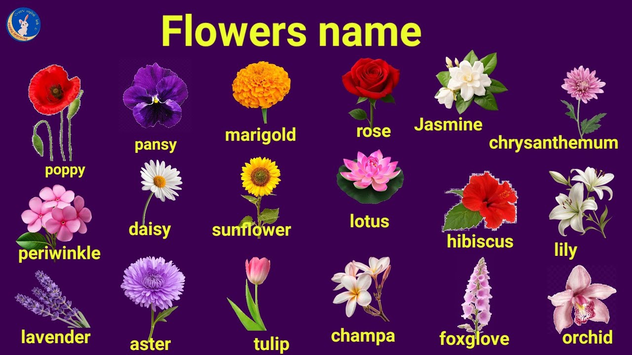 Can you guess 20 flowers name / 5 seconds challange/ Crescent english kids tv