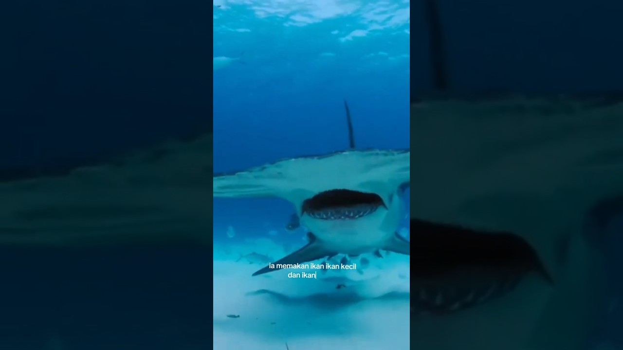 Hammer Shark